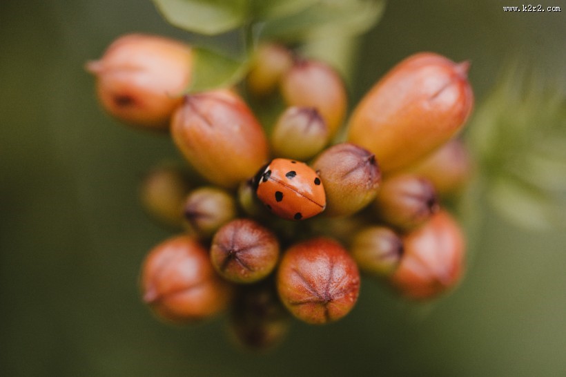 植物上的七星瓢虫图片