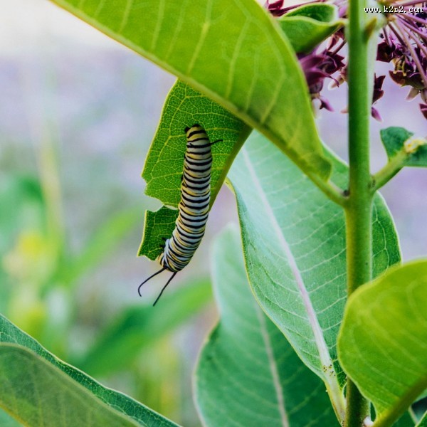 蠕动的毛毛虫图片