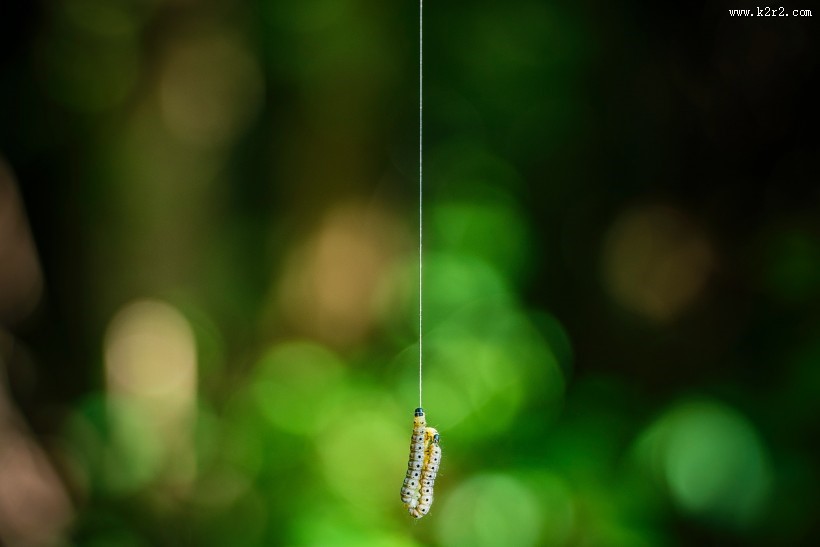 蠕动的毛毛虫图片