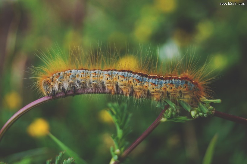 蠕动的毛毛虫图片