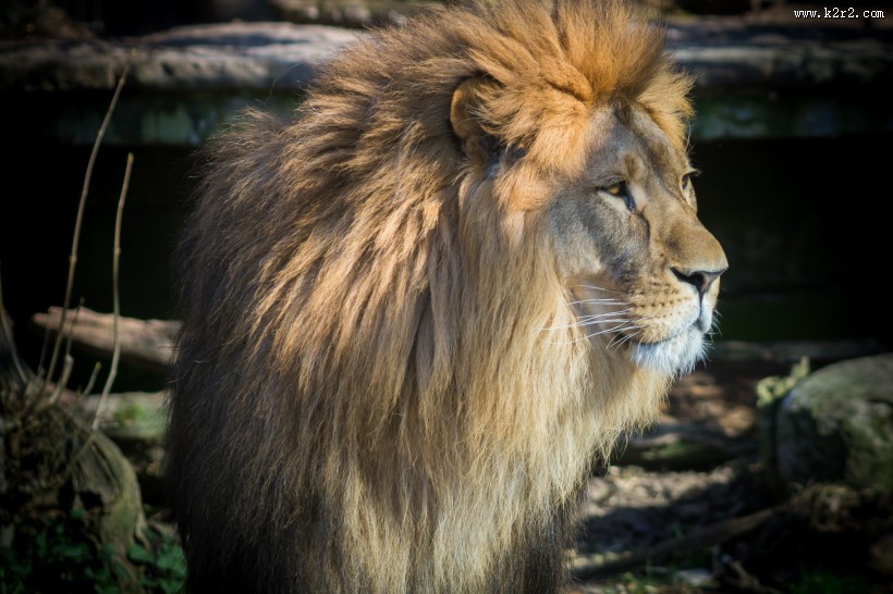 体格雄健的狮子图片