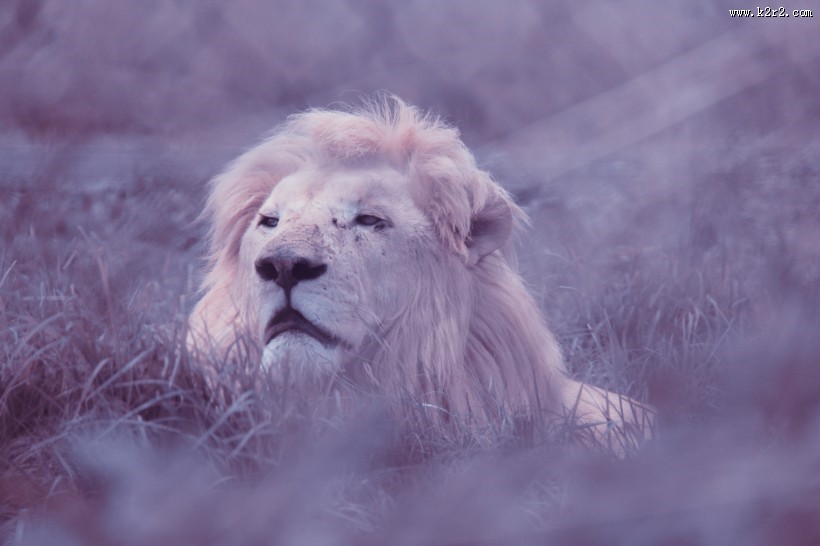 体格雄健的狮子图片