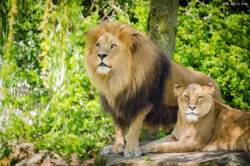 体格雄健的狮子图片