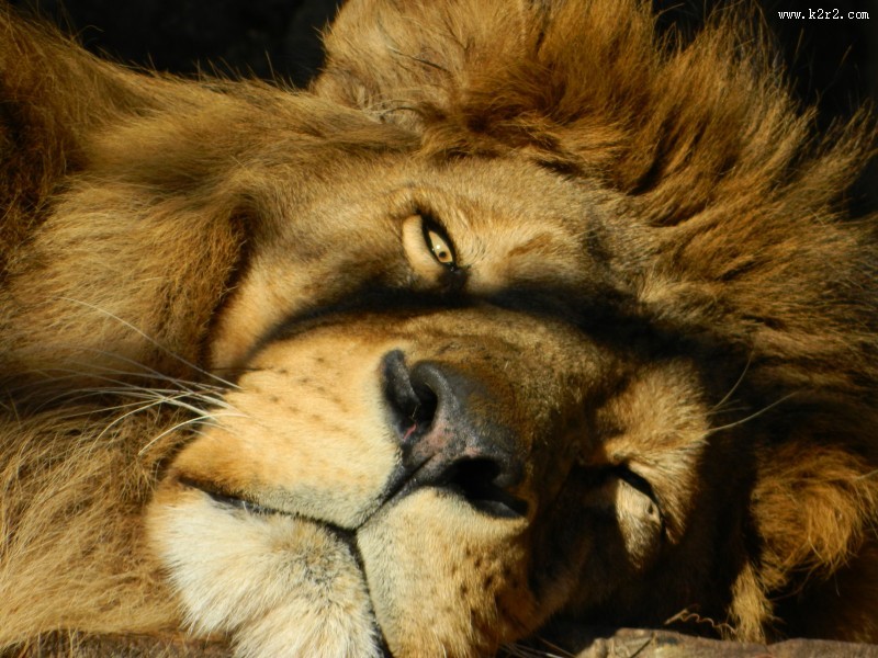 体格雄健的狮子图片