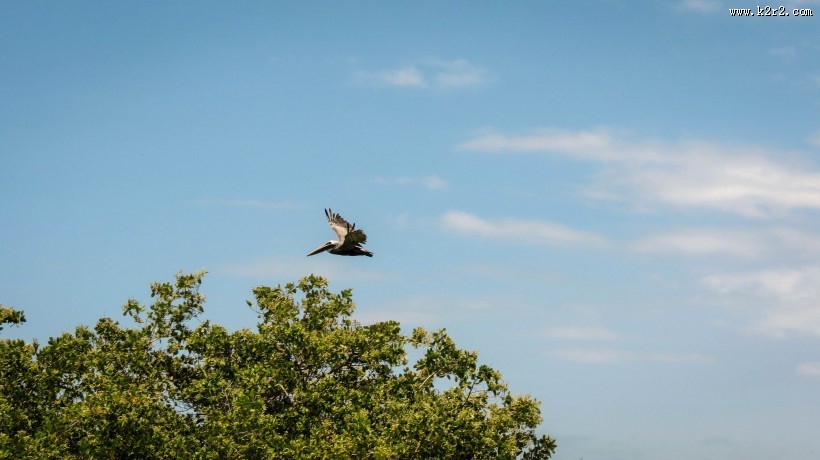 体型粗大的鹈鹕图片
