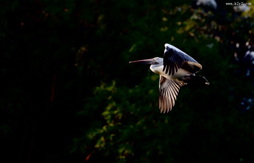 体型粗大的鹈鹕图片