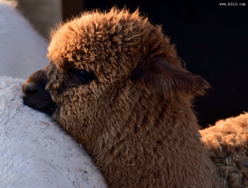 可爱的羊驼图片