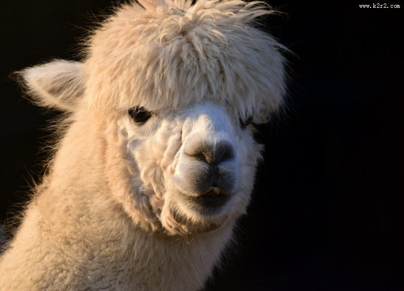 可爱的羊驼图片
