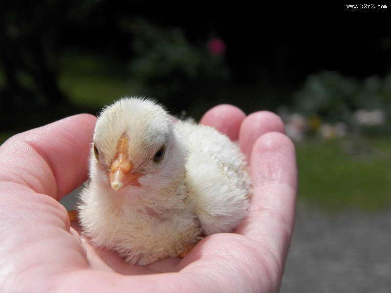 手掌心里的小鸡图片大全
