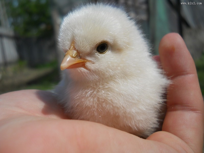 手掌心里的小鸡图片大全