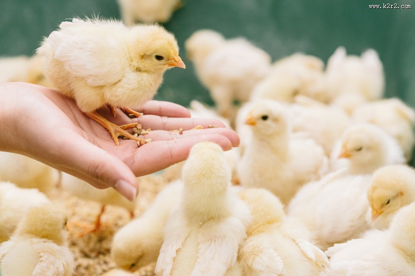 手掌心里的小鸡图片大全