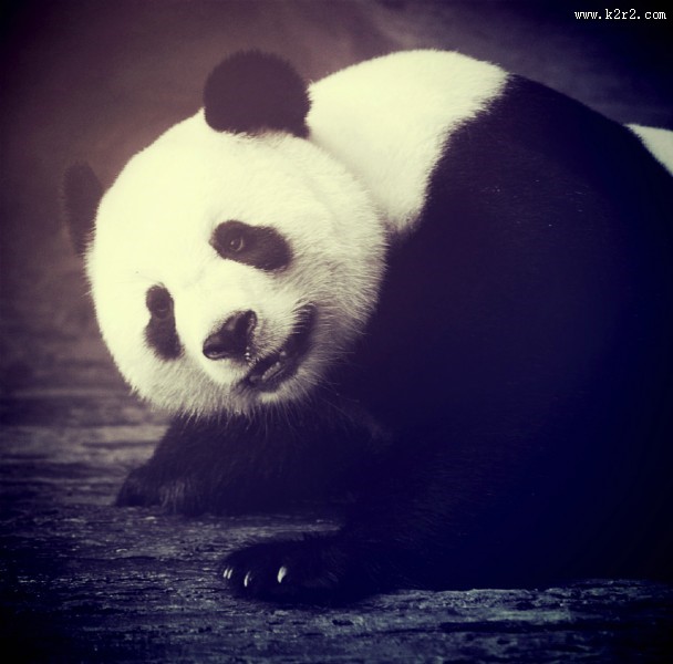 可爱呆萌的大熊猫图片