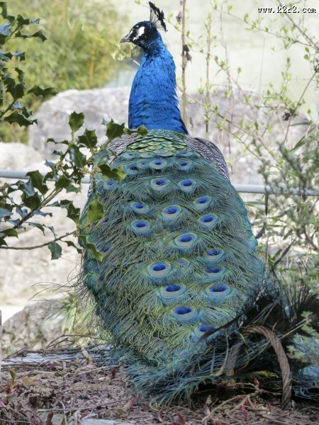 一只色彩艳丽的孔雀图片大全