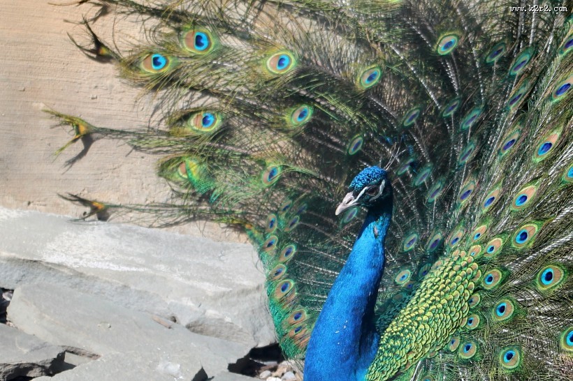 一只色彩艳丽的孔雀图片大全