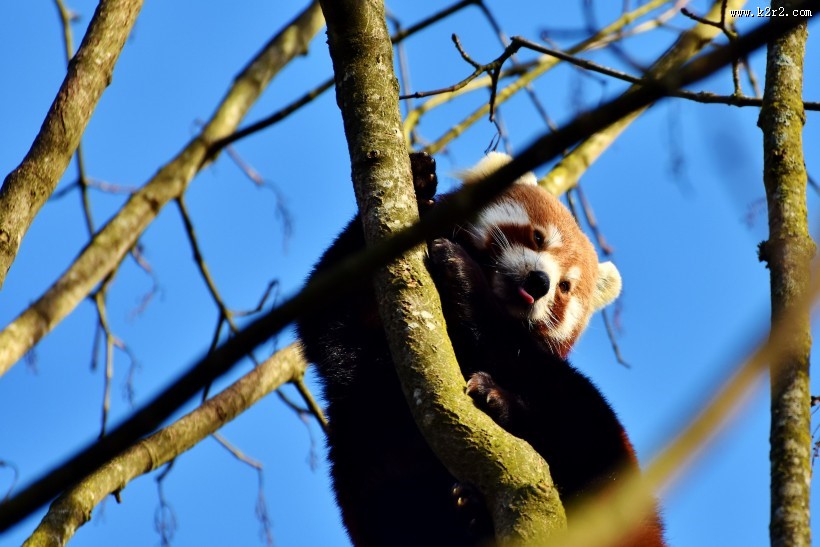 呆萌的小熊猫图片
