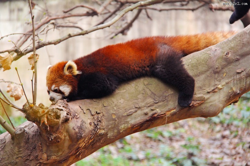 呆萌的小熊猫图片