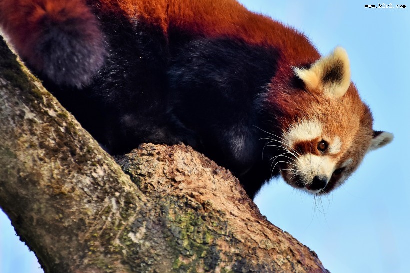 呆萌的小熊猫图片