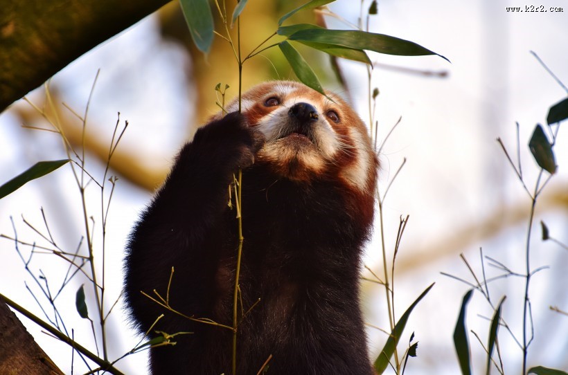 呆萌的小熊猫图片