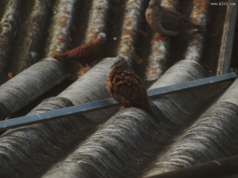 温顺的鸽子图片大全