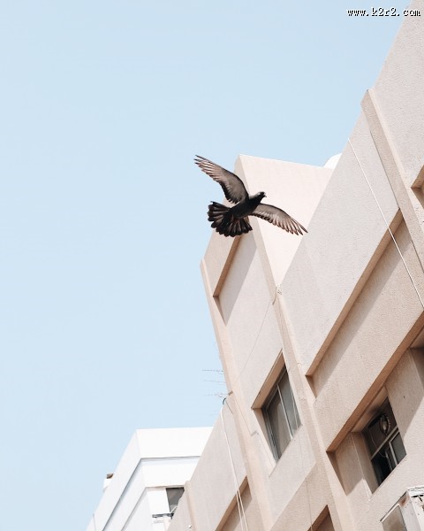 温顺的鸽子图片大全