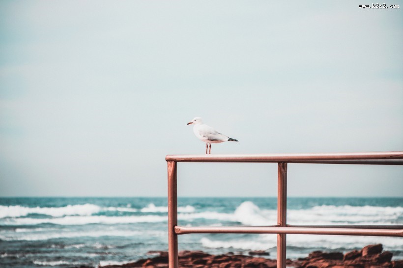 成群结队的海鸥图片