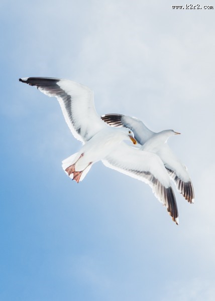 成群结队的海鸥图片
