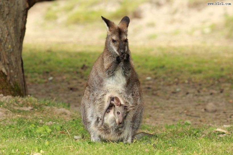 强壮的袋鼠图片