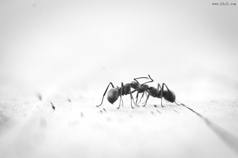 勤劳的蚂蚁图片