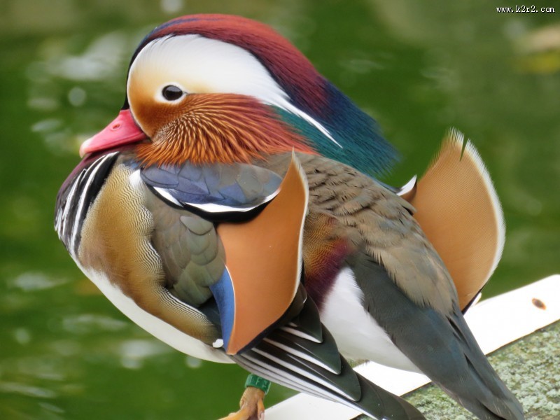 漂亮的鸳鸯图片