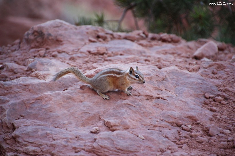 小巧可爱的松鼠图片