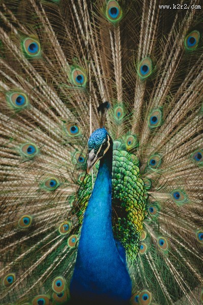 孔雀开屏的图片