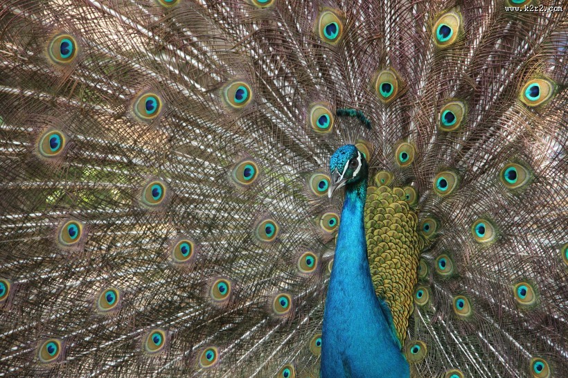 孔雀开屏的图片