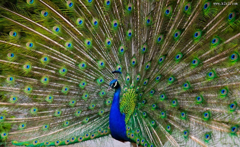 孔雀开屏的图片