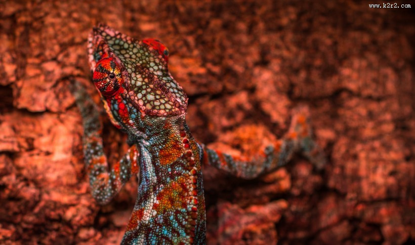 颜色各异的变色龙图片大全