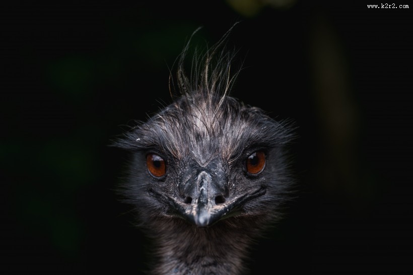 非洲的野生鸵鸟图片大全