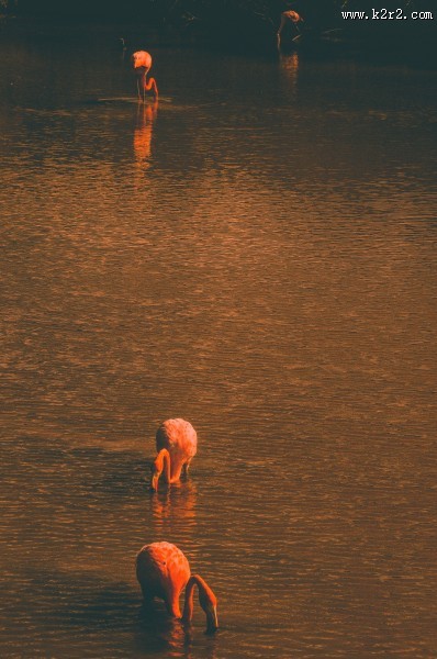 纤细修长的火烈鸟图片