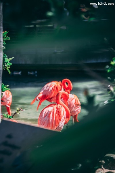 纤细修长的火烈鸟图片