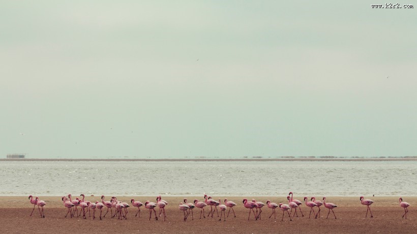 纤细修长的火烈鸟图片
