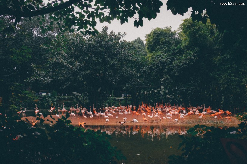 纤细修长的火烈鸟图片