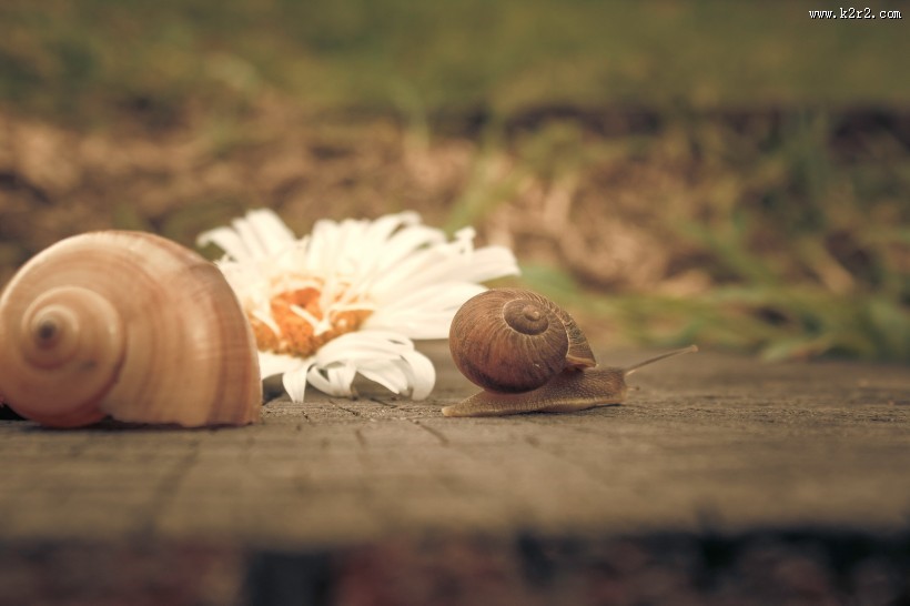 缓慢爬行的蜗牛图片