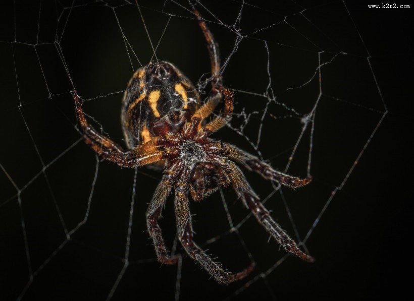 毛茸茸的蜘蛛图片