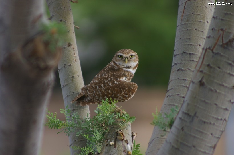 不同种类的猫头鹰图片