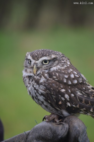 不同种类的猫头鹰图片