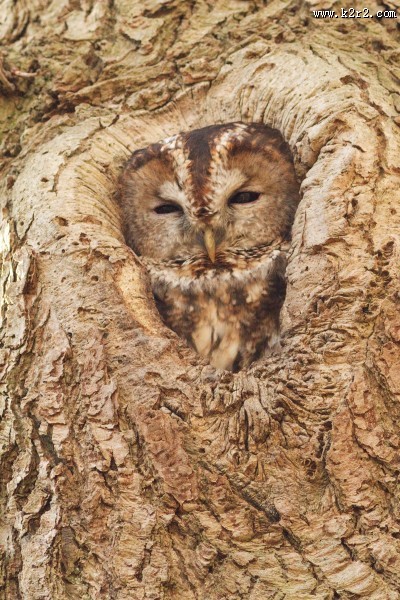 不同种类的猫头鹰图片