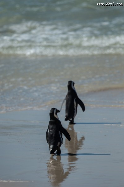 可爱呆萌的企鹅图片