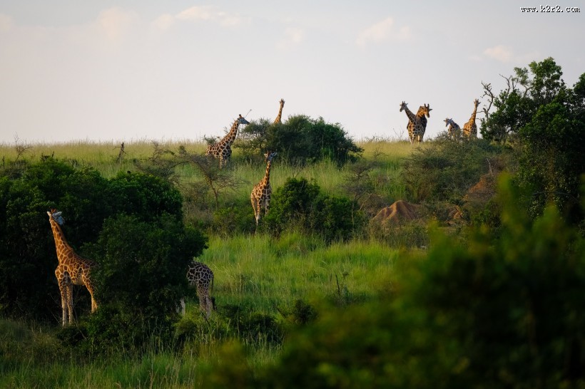 高大的野生长颈鹿图片