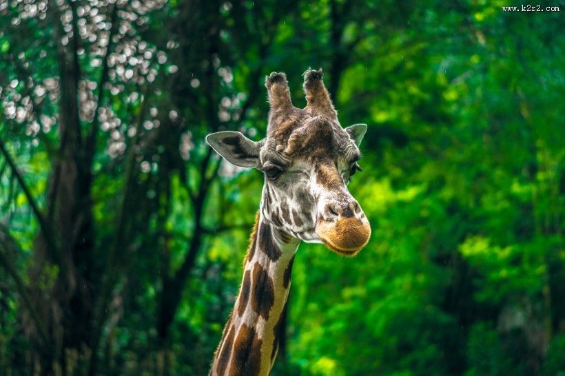 高大的野生长颈鹿图片