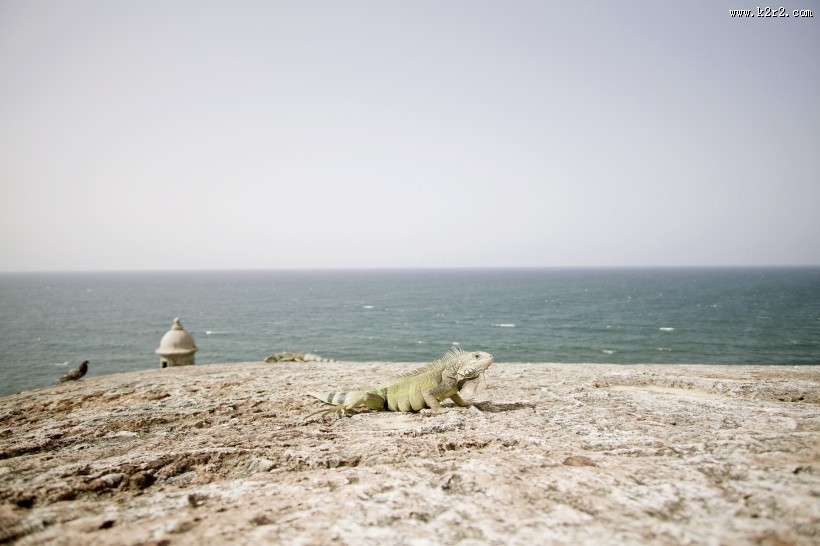 冷血爬虫蜥蜴的图片