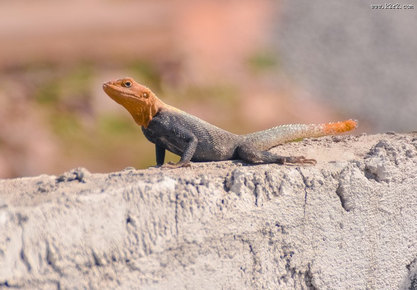 冷血爬虫蜥蜴的图片