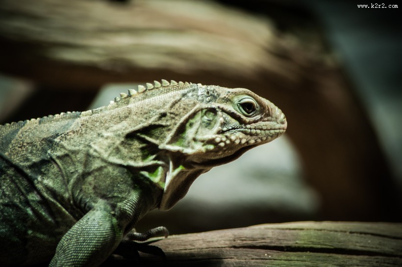 冷血爬虫蜥蜴的图片